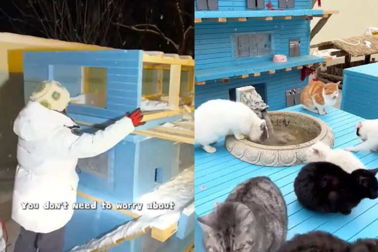 Construyó un refugio para que los gatos callejeros no pasen frío en invierno y sorprendió a todos