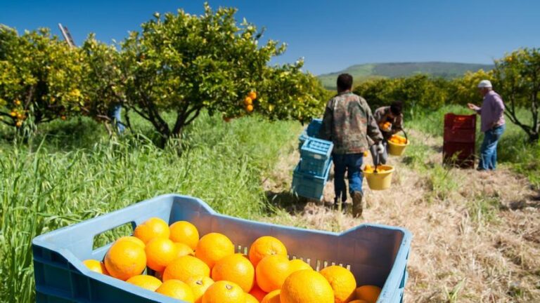 Acepta cárcel por engañar a trece trabajadores migrantes en la campaña de la naranja
