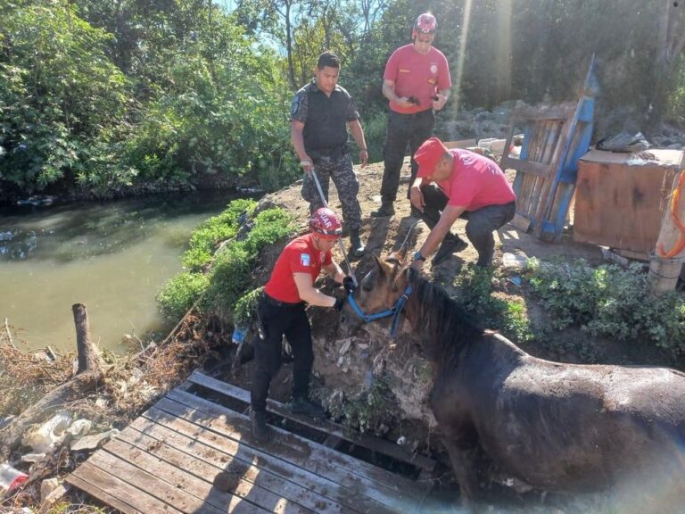 Córdoba: un caballo fue rescatado tras caer en un canal