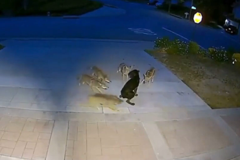 Un perro callejero se enfrentó solo a cinco coyotes durante 45 minutos y sobrevivió: el video