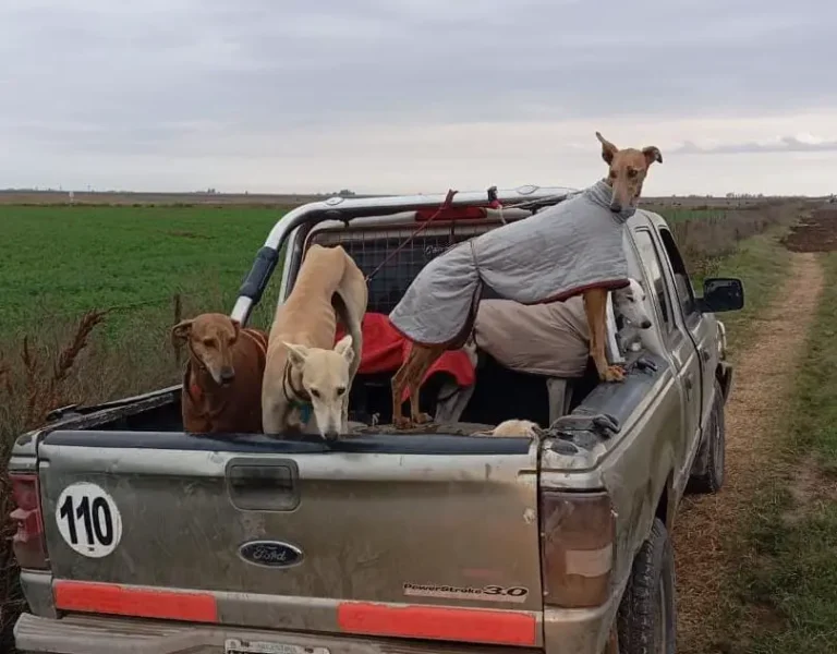 Caza con jauría: Rescataron a 16 perros y demoraron a 15 personas