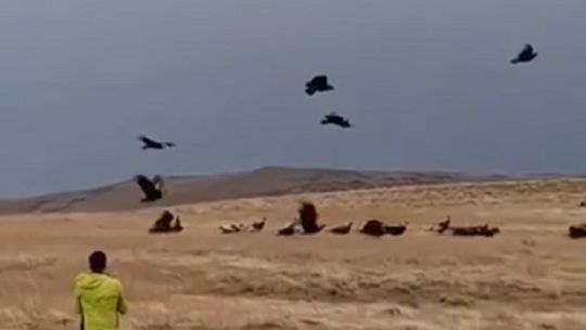 Un fotógrafo avistó más de 100 cóndores andinos volando en el cielo neuquino