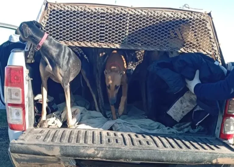 Otra vez caza con jauría: rescataron a 14 galgos y demoraron a 10 personas