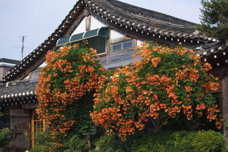 La planta que florece en junio y transforma paredes con poca agua