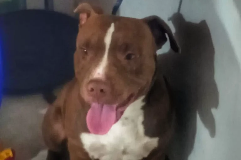 Un perro cruza de dogo con Pitbull mordió a un nene de 1 año que fue hospitalizado