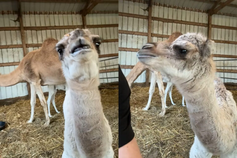 El camello que dijo hey y se volvió viral: la historia detrás del saludo que sorprendió al mundo