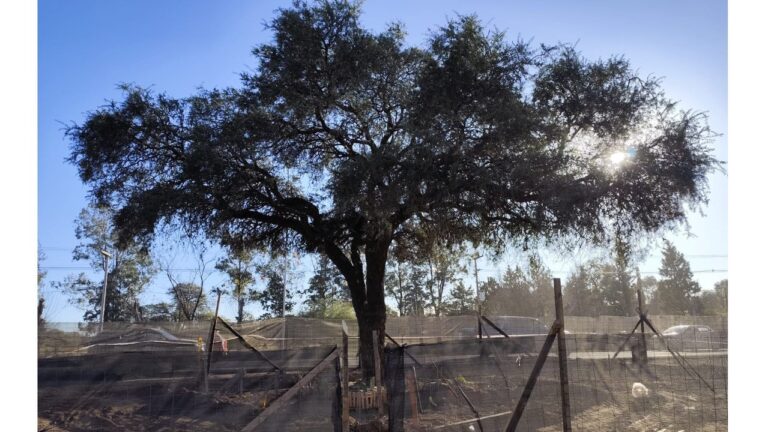 Comenzaron las obras para remover el quebracho histórico de Villa Allende