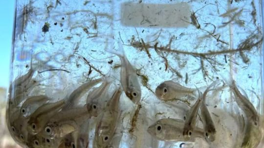 Atención pescadores: el regreso de una especie extinta desde hace un siglo