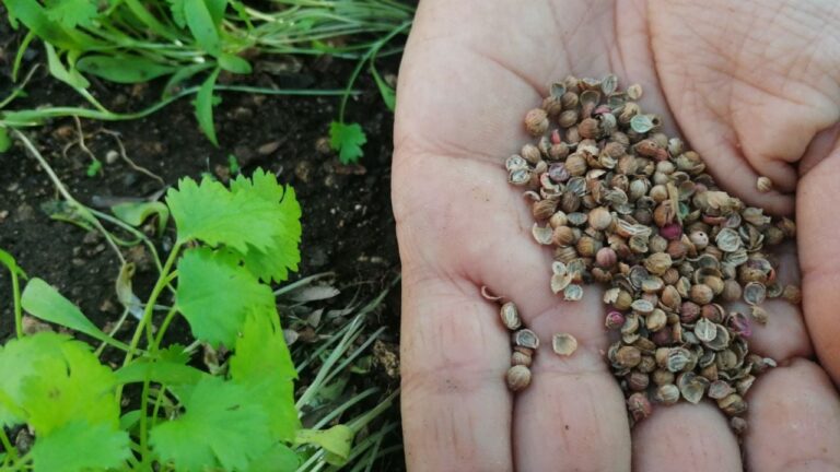 Carlos Paz entrega semillas para que empieces tu propia huerta