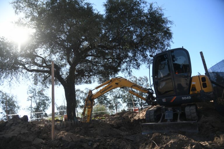 Reanalizan ahora un cambio de traza para salvar el viejo quebracho de la avenida Luchesse