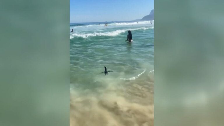 Un pingüino de Magallanes nada en una playa de Río