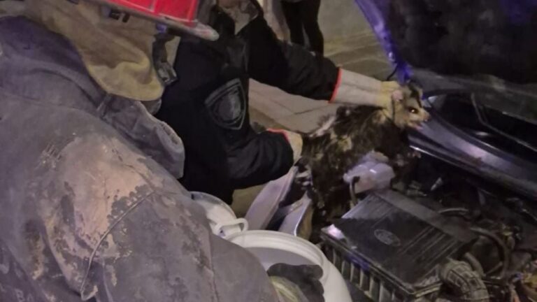 Córdoba: una comadreja quedó atrapada en un auto y fue rescatada