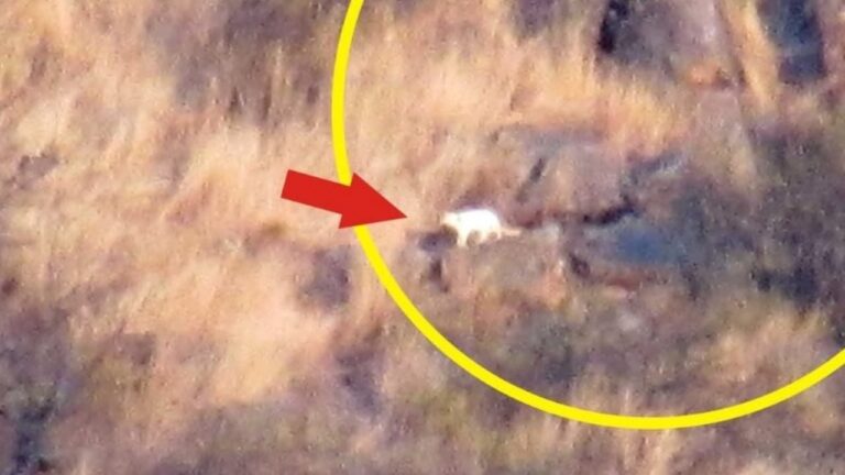 Apareció el puma albino que habita en las sierras de Carlos Paz