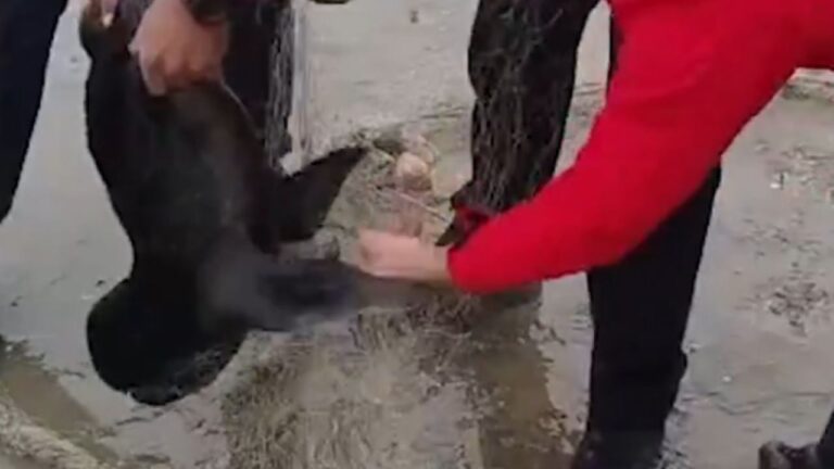 Efectivos del DUAR liberaron a un lobo marino atrapado en una red