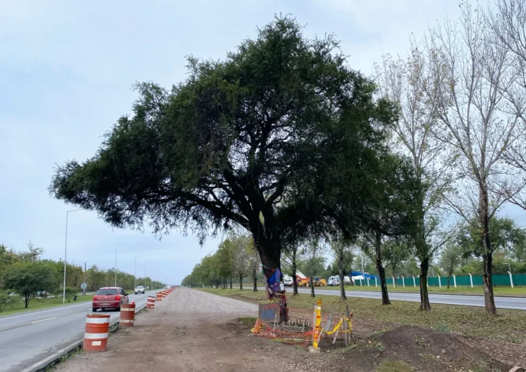 Villa Allende: la Municipalidad contrató a una nueva grúa para extraer el quebracho