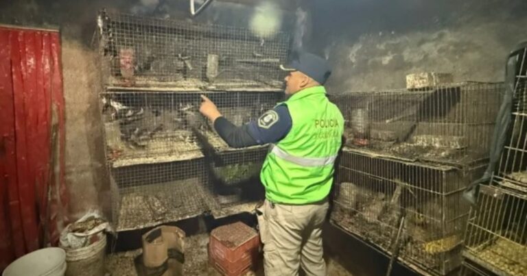 Monos, gallinas y loros: rescatan a 200 animales encerrados en condiciones insalubres en La Plata