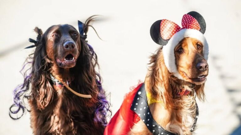 Una tarde de amor perruno y cuidado en Huerta Grande