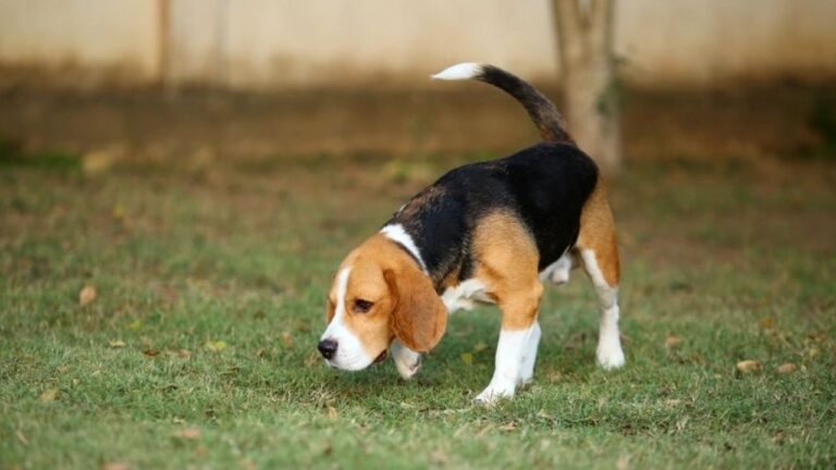 Top de razas de perros con el mejor olfato del mundo