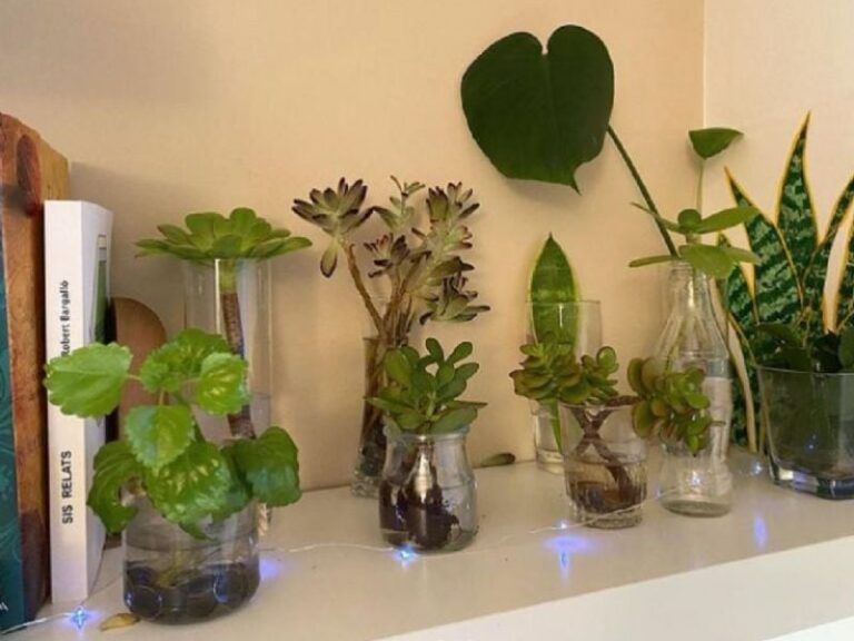 Tres plantas acuáticas que requieren pocos cuidados y son perfectas para decorar el interior del hogar