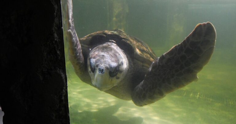 El tortugo Jorge llegó a las playas de Río de Janeiro y hay preocupación porque dejó de emitir señales