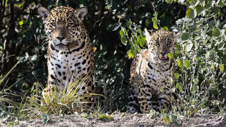 Chaco: registraron una cría de yaguareté en El Impenetrable por primera vez en 35 años