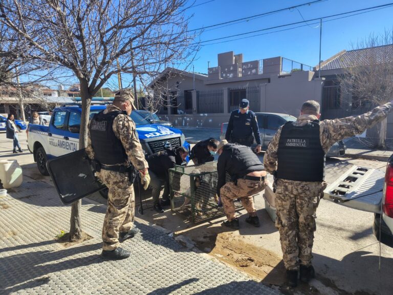 Cosquín: Allanaron un criadero clandestino y rescataron 14 perros desnutridos