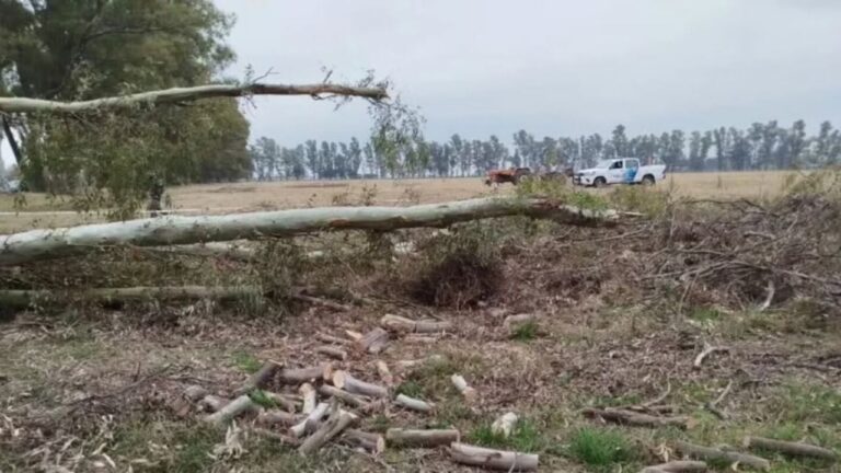 Tragedia: Cortaba un árbol, se cayó una rama y murió aplastado
