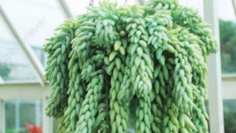 Cola de burro: secretos para cuidar esta suculenta de ensueño