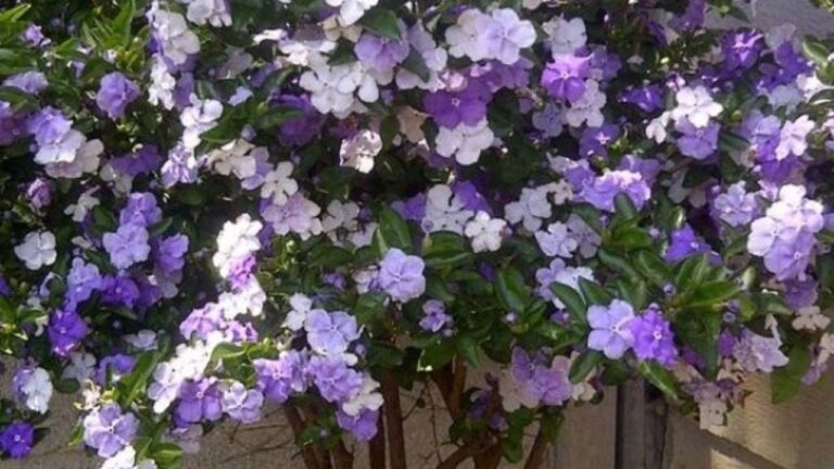 Jazmín paraguayo: un toque de color y fragancia para tu jardín