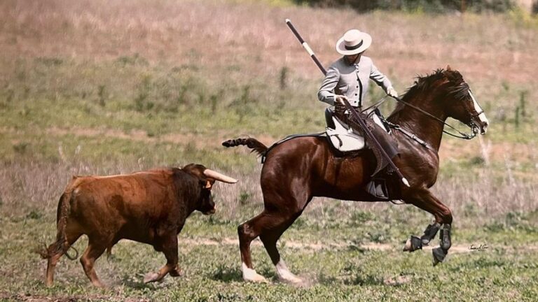 La doma en Pedroche: el arte de adiestrar caballos para paseo, competición o para manejar el ganado