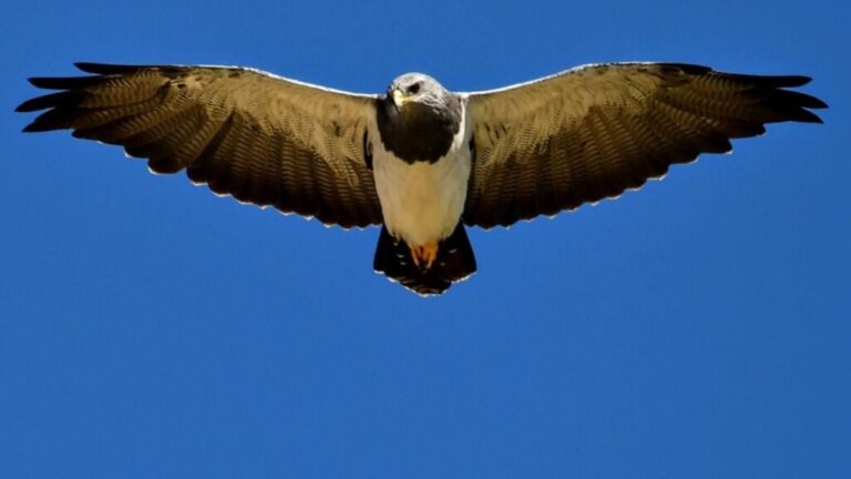 Ocho especies cordobesas reciben la máxima categoría de protección ambiental