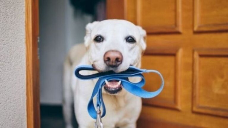 Los perros reconocen palabras aunque las diga un desconocido