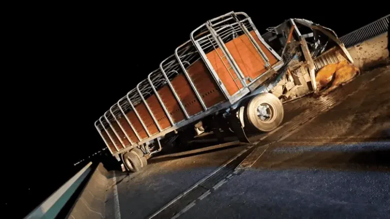 Caos en el puente a Victoria de Rosario:  Una joven fue embestida por un toro y un choque grave dejó varios heridos