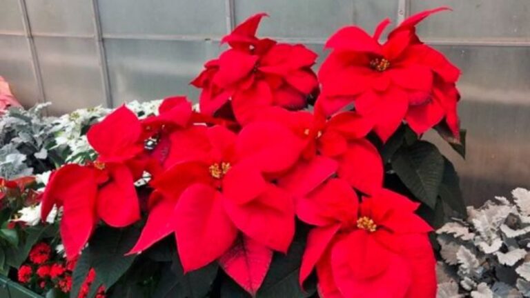 Cómo cuidar tu Estrella Federal para que luzca hermosa todo el año