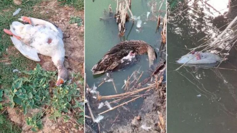 Salud identificará a las personas expuestas a un brote de gripe aviar