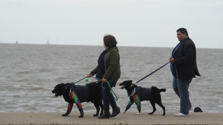 Polémica judicial en Córdoba: el Colegio de Abogados cuestionó un fallo sobre mascotas