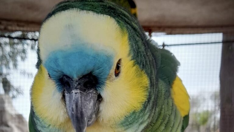 Policía Ambiental secuestró carpinchos, tortugas y loros en un operativo