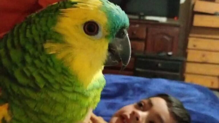 Se les perdió el loro y ofrecen $200 mil de recompensa por su paradero