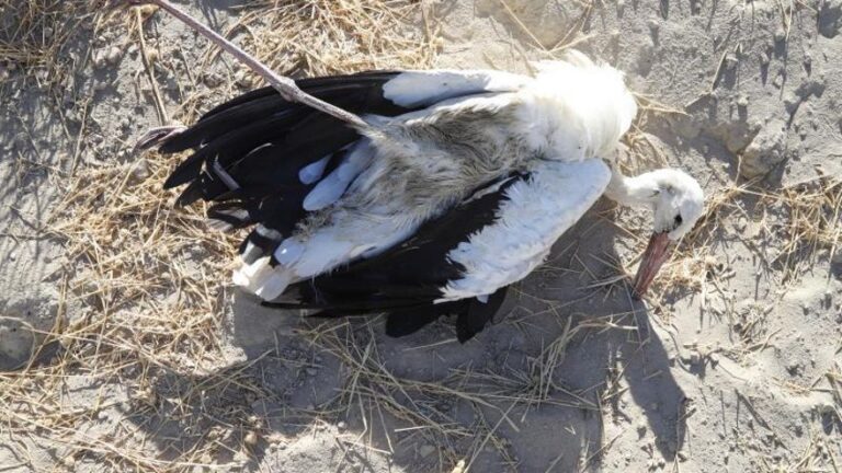 Hallan una veintena de aves muertas junto al Guadalquivir en Córdoba