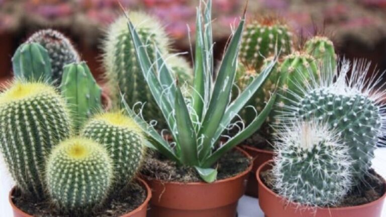 Todo lo que necesitas saber para cuidar tu cactus como un experto