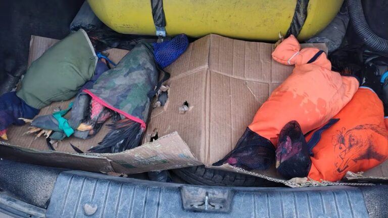 Demorados por trasladar gallos de riña ocultos en un auto en el norte de Córdoba
