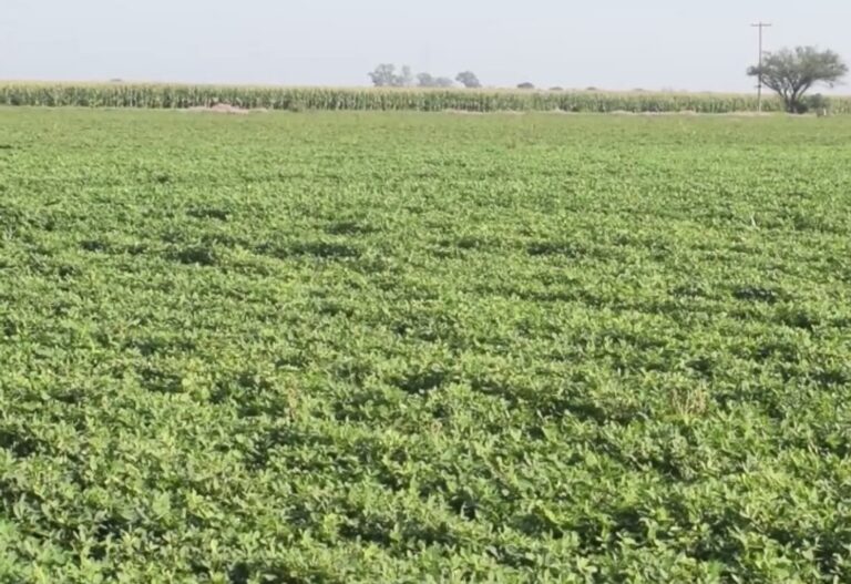 La UNC vinculada al crecimiento de la industria manisera