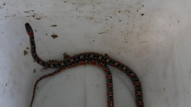 Una mujer se encontró una serpiente de coral en su cochera