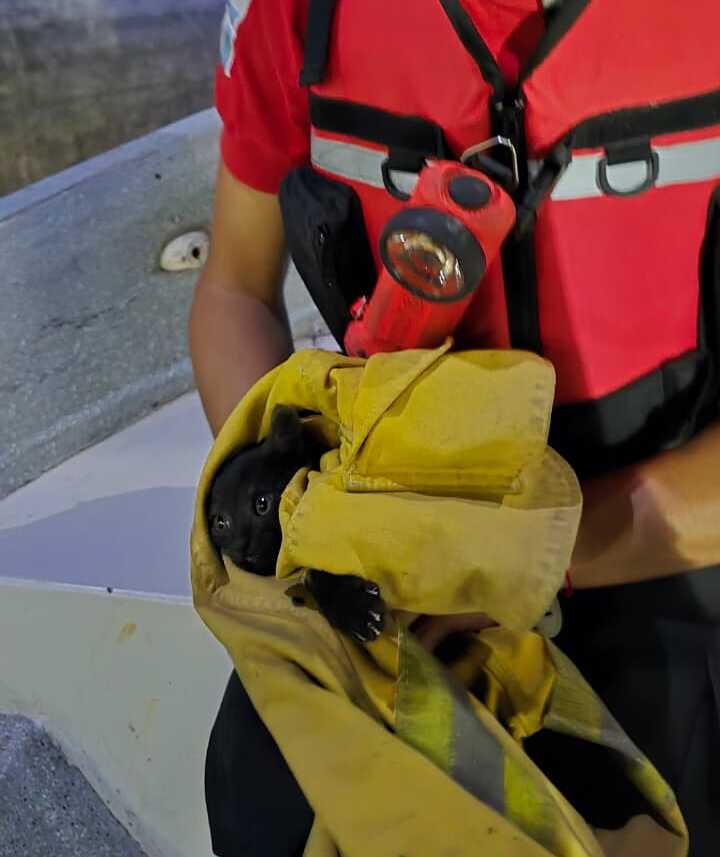 Rescataron a un gatito que estaba atrapado en el embudo del Lago San Roque