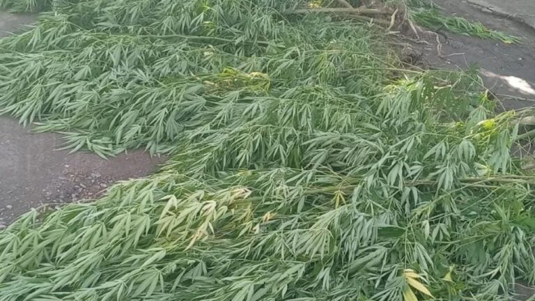 Secuestraron 44 plantas de marihuana en una vivienda de Villa Allende