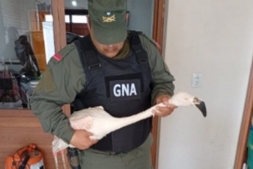 Tenía un flamenco en su casa: rescataron un ave silvestre en cautiverio en James Craik