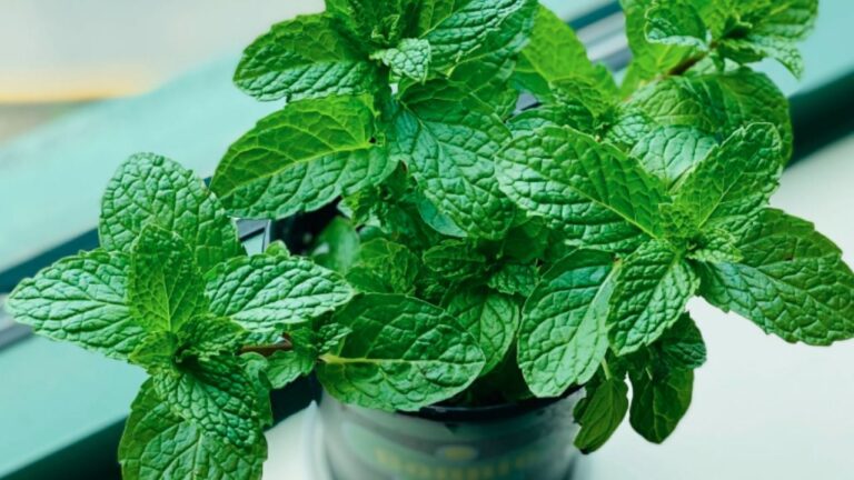 Todo lo que tenés que saber para cultivar menta en casa