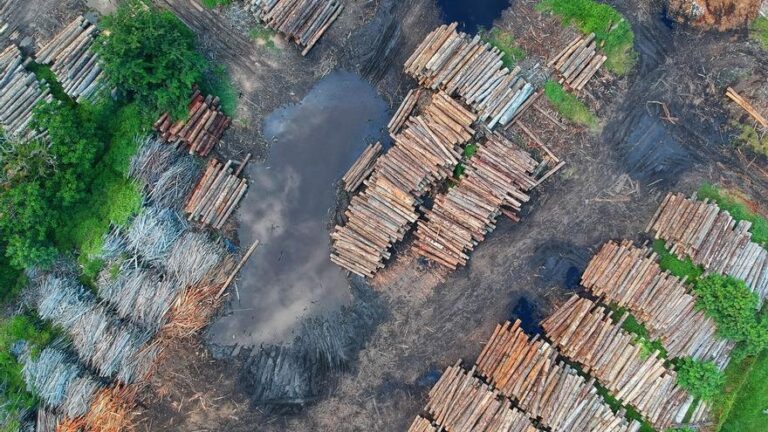 Grandes comercializadoras de soja abandonan el pacto contra la deforestación en la Amazonía
