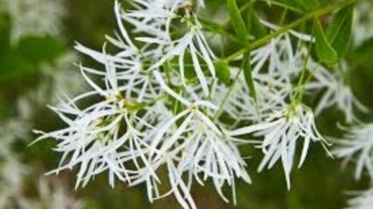 Laurel de nieve: cómo cultivar el árbol que florece como una nube