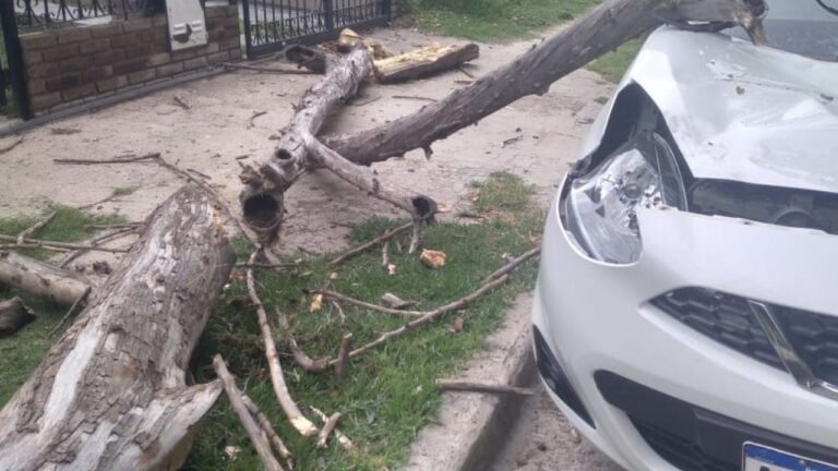 La Quinta: Se desprendió una enorme rama y destrozó un auto estacionado